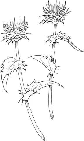 Thistle Coloring Pages 3