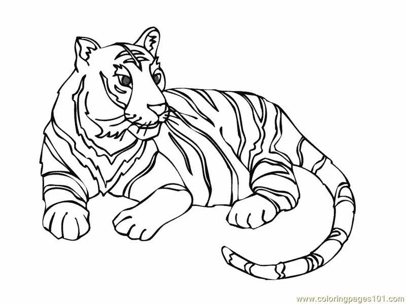 Tiger Coloring Pages 50