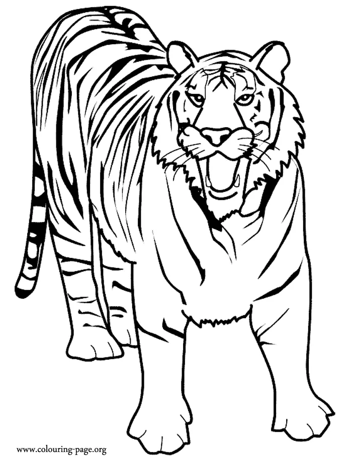 Tigres Para Colorear 53