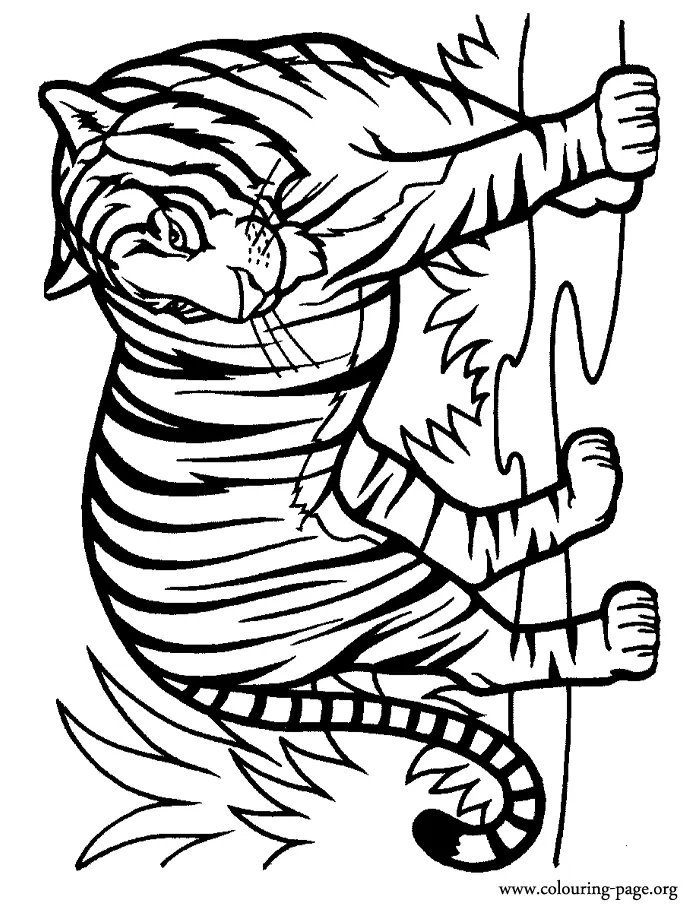 Tiger Coloring Pages 54