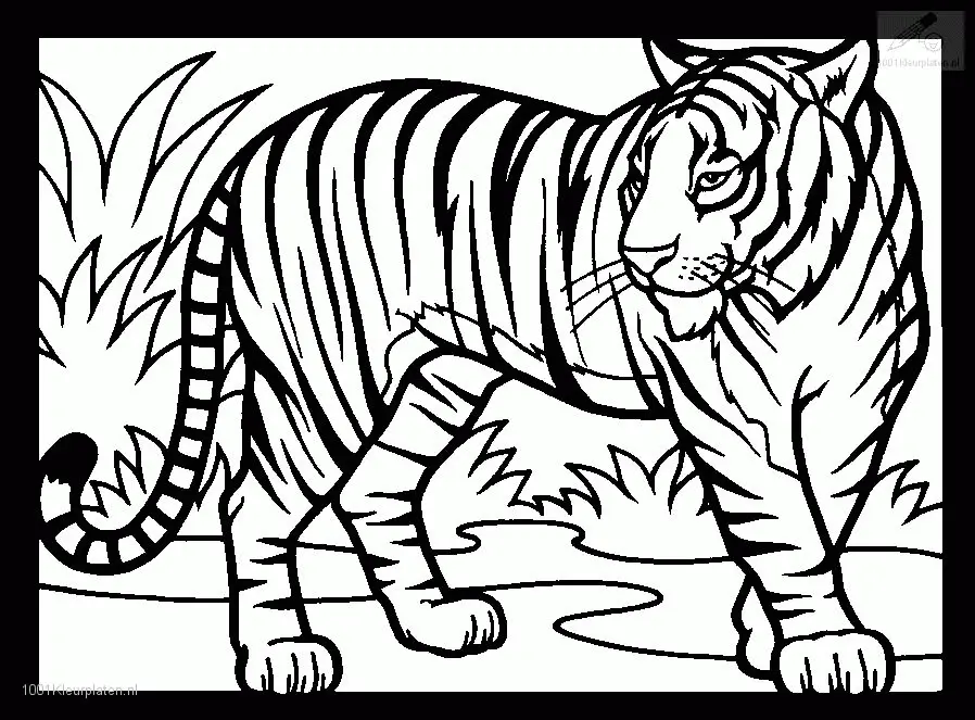 Tigres Para Colorear 61