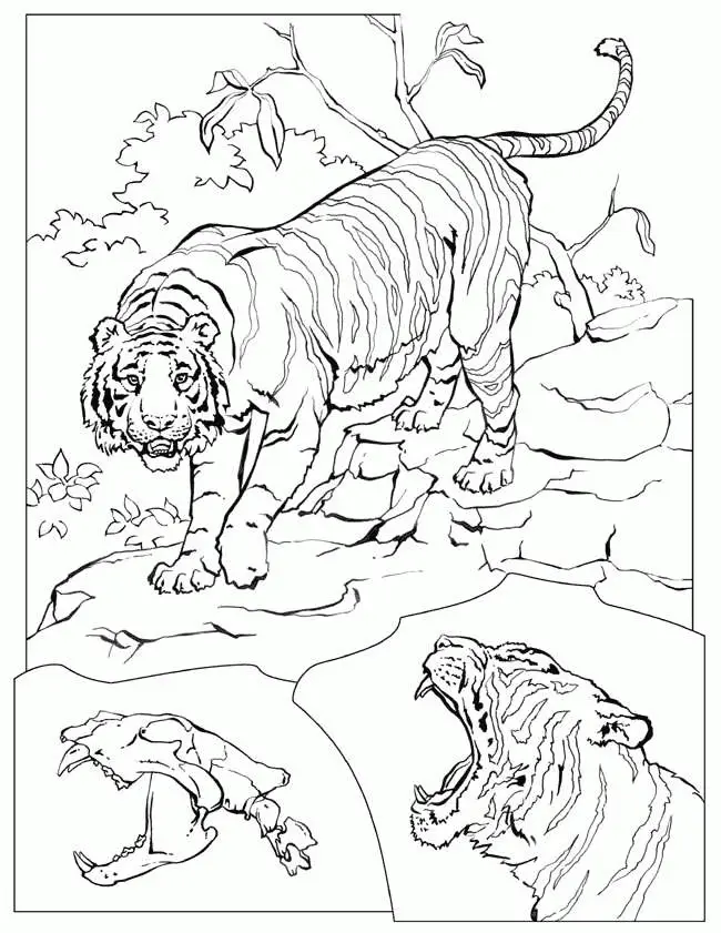 Desenhos de Tigre Para Colorir 64