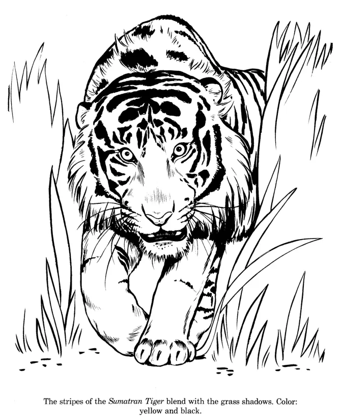 Tiger Coloring Pages 84