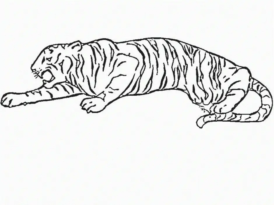 Tigres Para Colorear 90