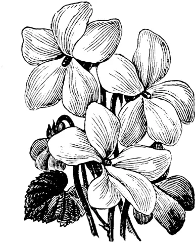 Violet Coloring Pages 13