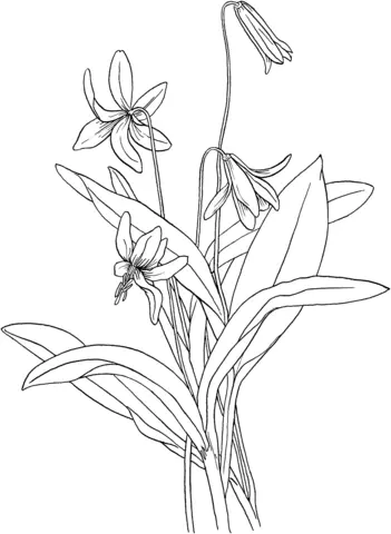 Violet Coloring Pages 18