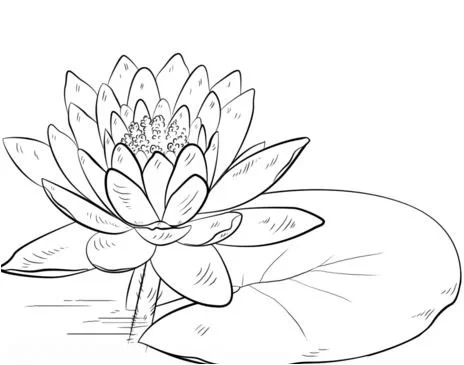 Water lily Coloring Pages 1