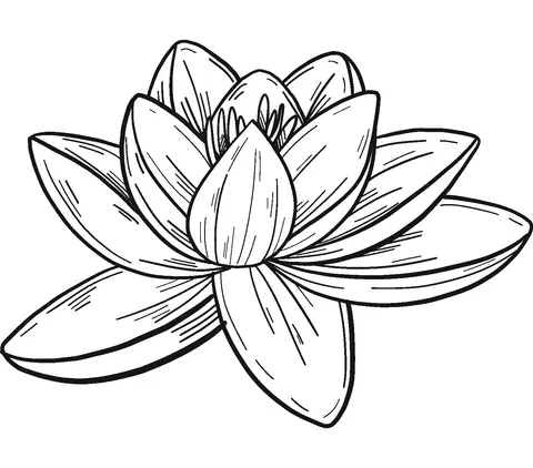 Water lily Coloring Pages 11