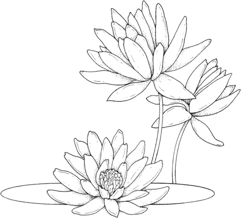 Water lily Coloring Pages 18