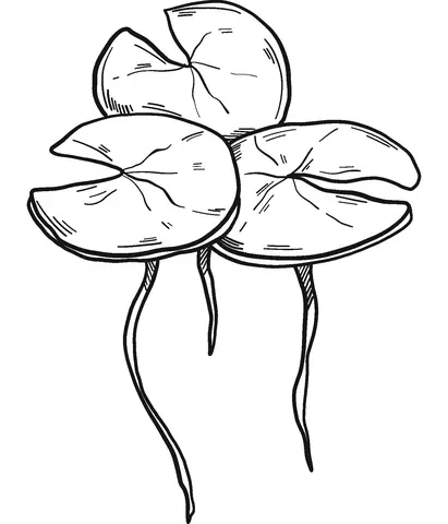 Water lily Coloring Pages 20