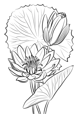 Water lily Coloring Pages 22