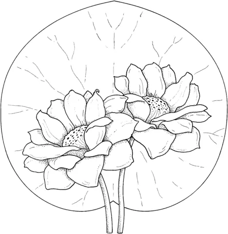 Water lily Coloring Pages 23