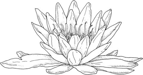 Water lily Coloring Pages 28