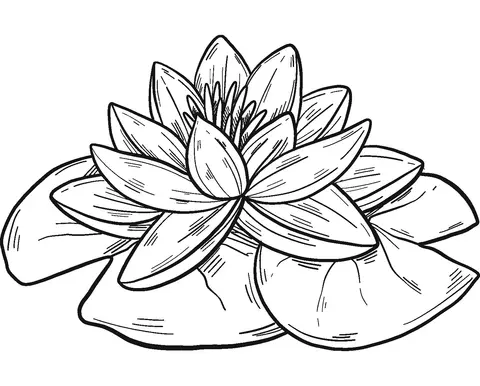 Water lily Coloring Pages 7