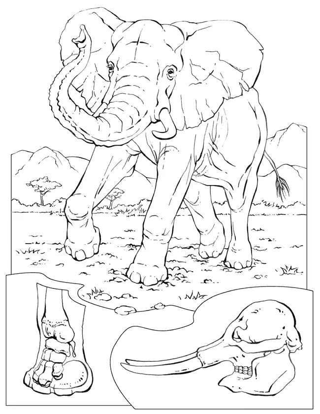 Wildlife Coloring Pages 52