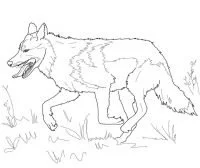 Lobo Para Colorear 116