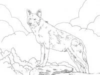 Desenhos de Wolf Para Colorir 121