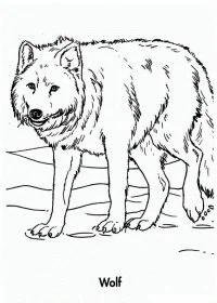 Lobo Para Colorear 86