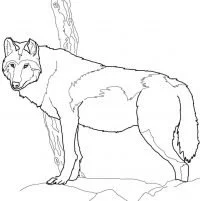 Wolf With Wings Coloring Pages 109
