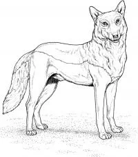 Wolf With Wings Coloring Pages 122