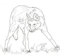 Wolf With Wings Coloring Pages 63