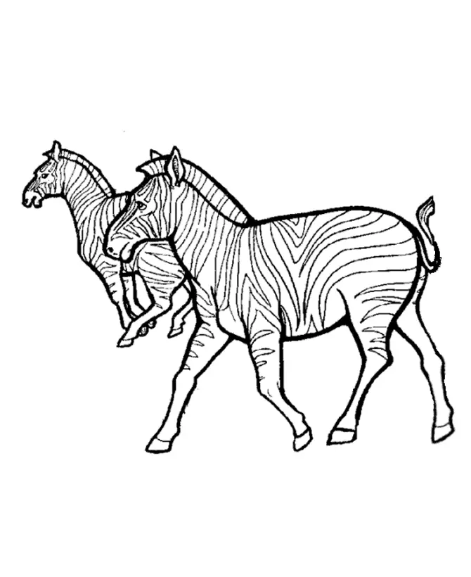 Desenhos de Zebra Para Colorir 16