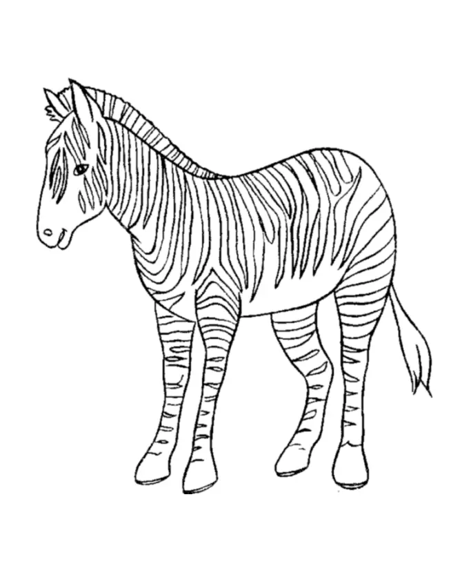 Desenhos de Zebra Para Colorir 17