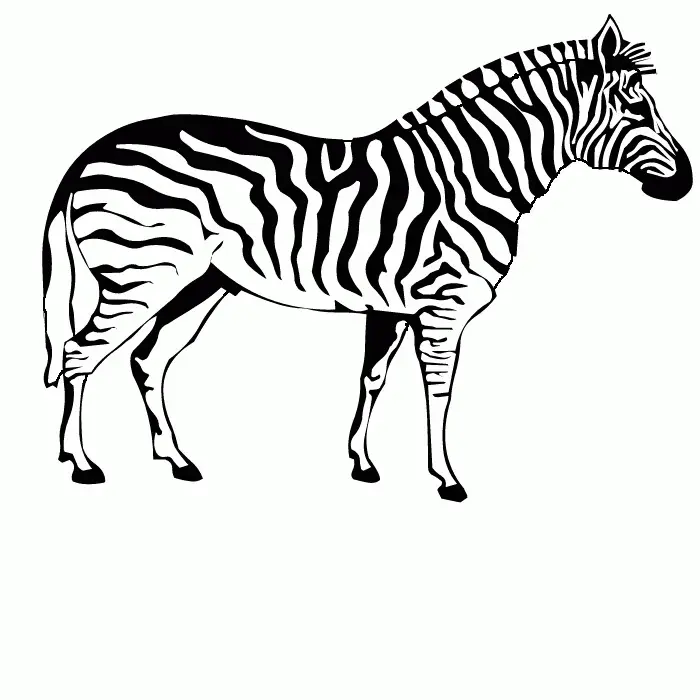 Desenhos de Zebra Para Colorir 23