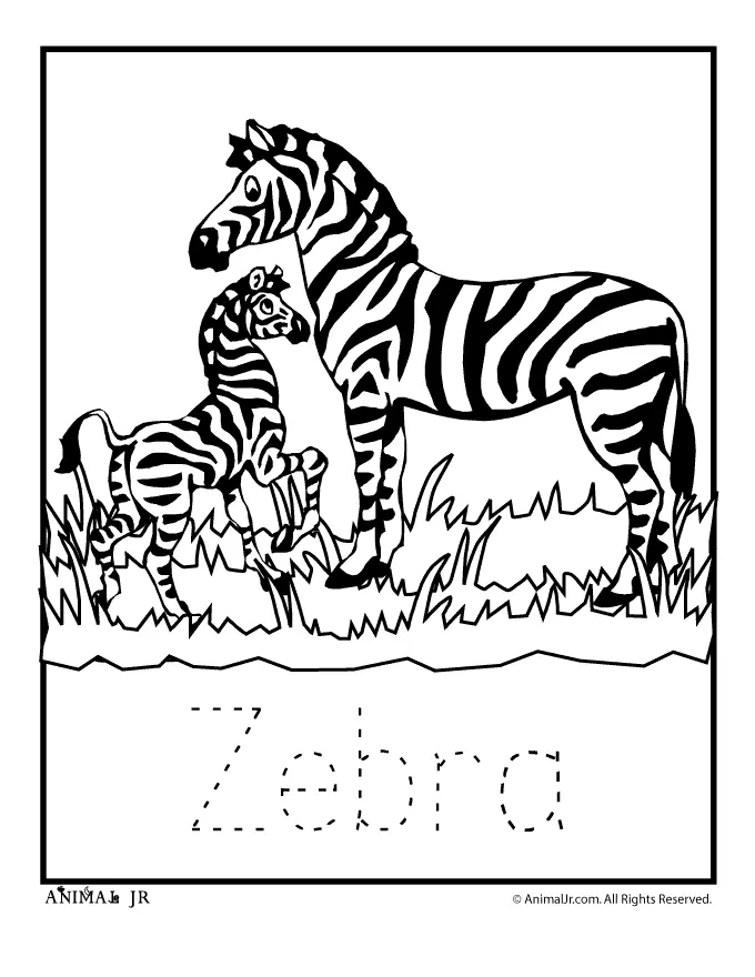 Desenhos de Zebra Para Colorir 9